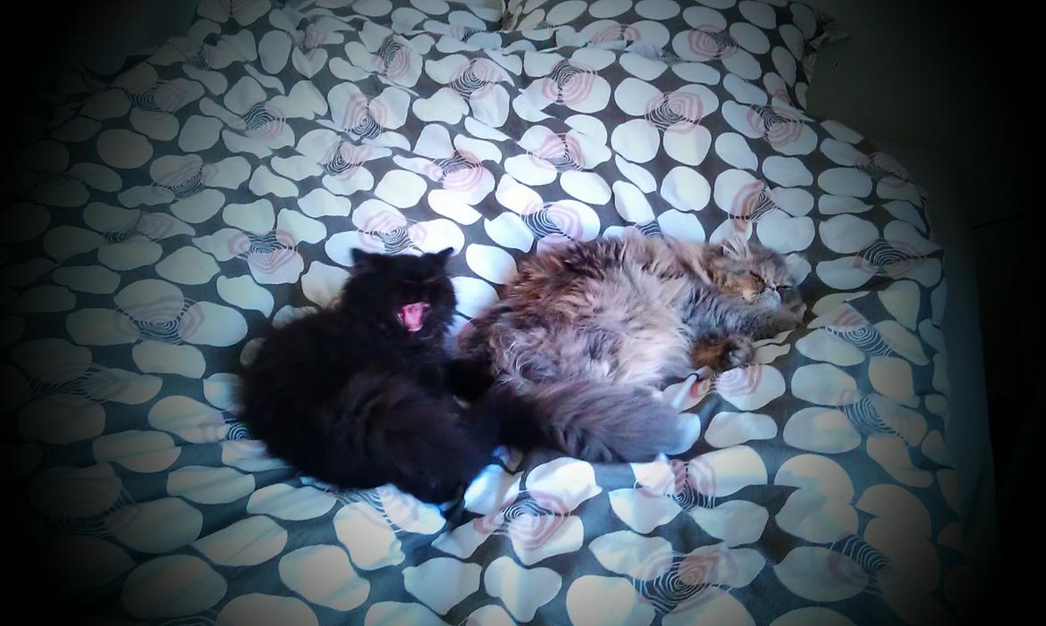 Perser MB's Komma billede 2