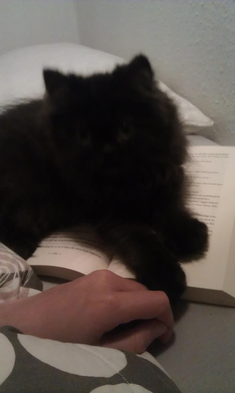 Perser MB's Komma billede 3