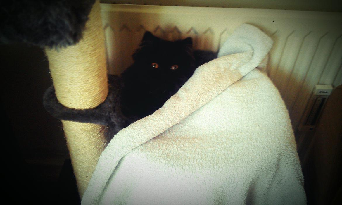 Perser MB's Komma billede 4