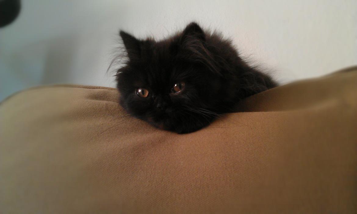 Perser MB's Komma billede 5