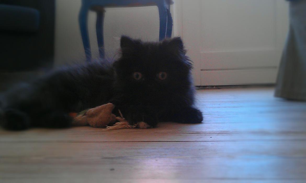 Perser MB's Komma billede 6