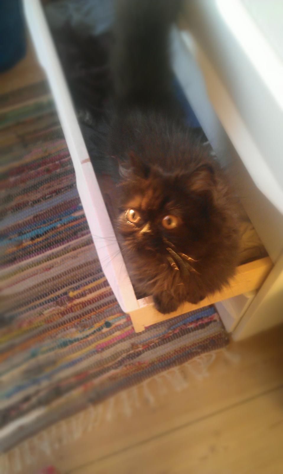 Perser MB's Komma billede 7