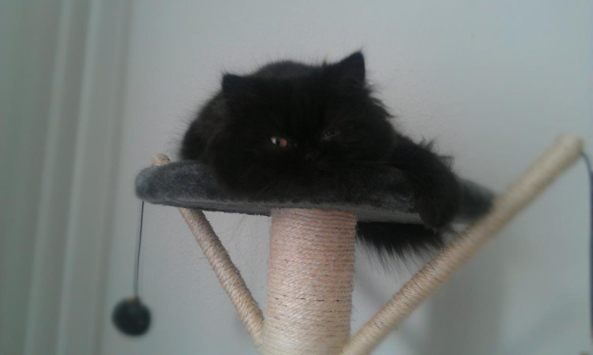 Perser MB's Komma billede 8