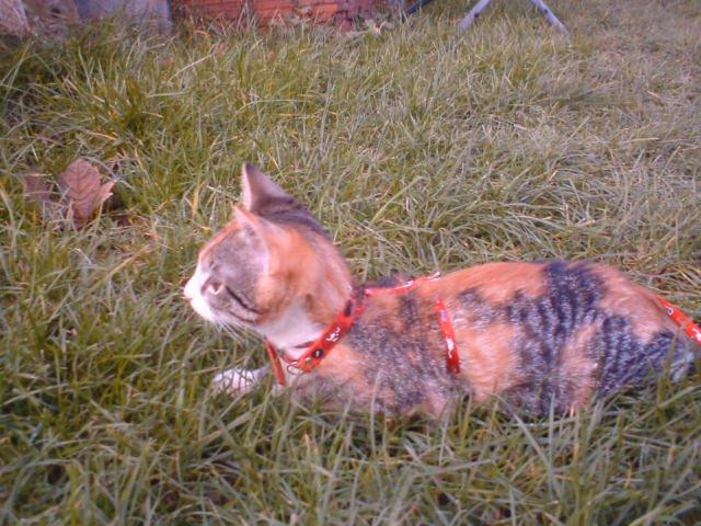 Blanding af racer Misser billede 16