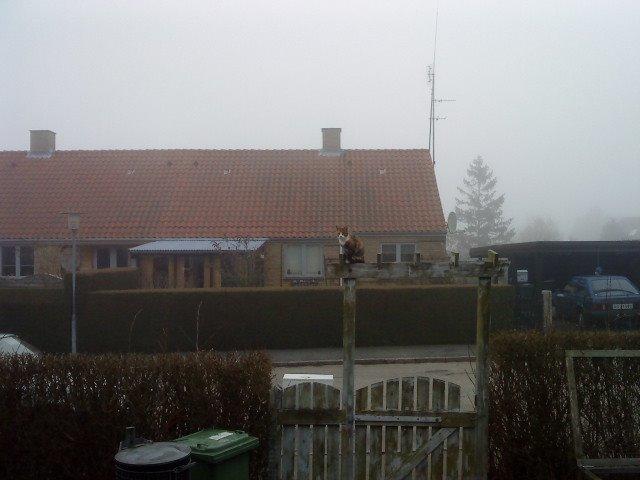 Blanding af racer Misser billede 17