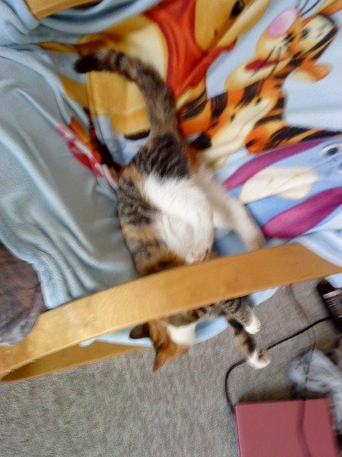 Blanding af racer Misser billede 18