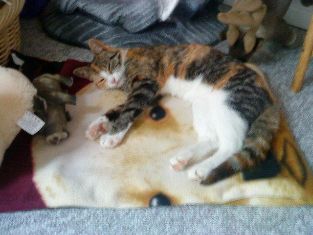 Blanding af racer Misser billede 19