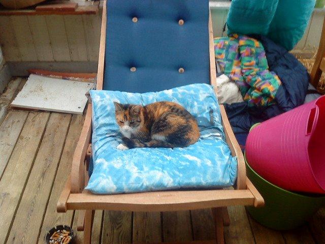 Blanding af racer Misser billede 20