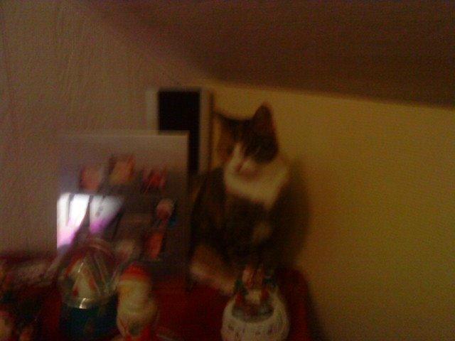 Blanding af racer Misser billede 21