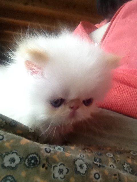 Colorpoint DK Bella Concia Fellipa - Fellipa 6 uger billede 6