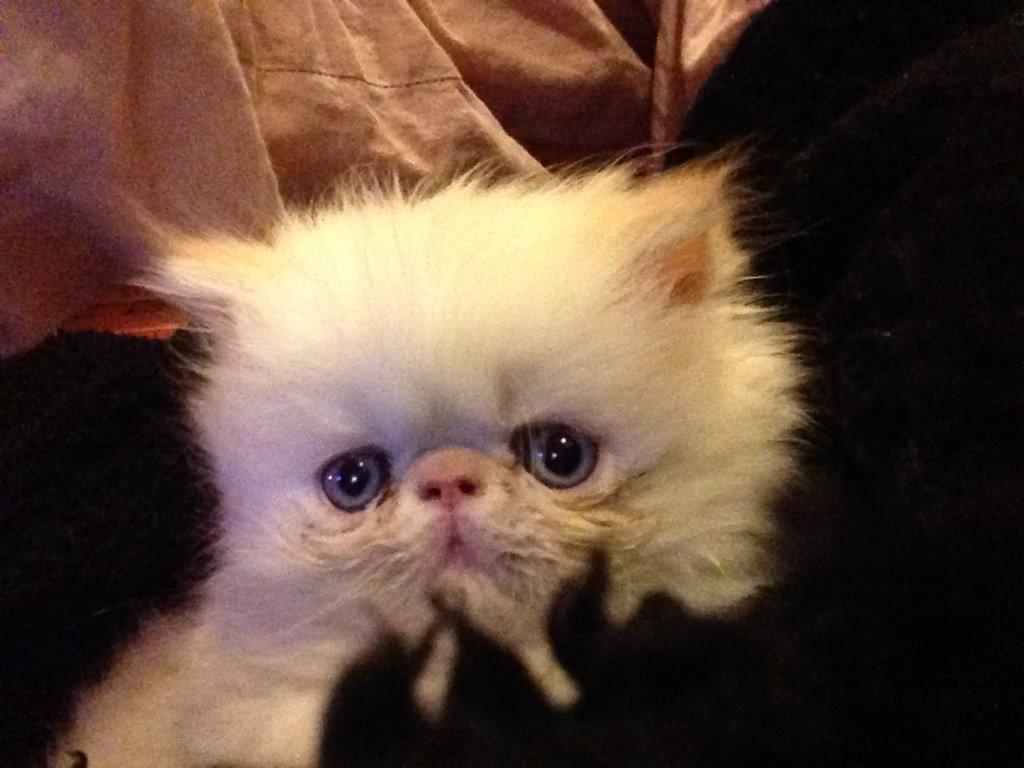 Colorpoint DK Bella Concia Fellipa - Fellipa 7 uger billede 7