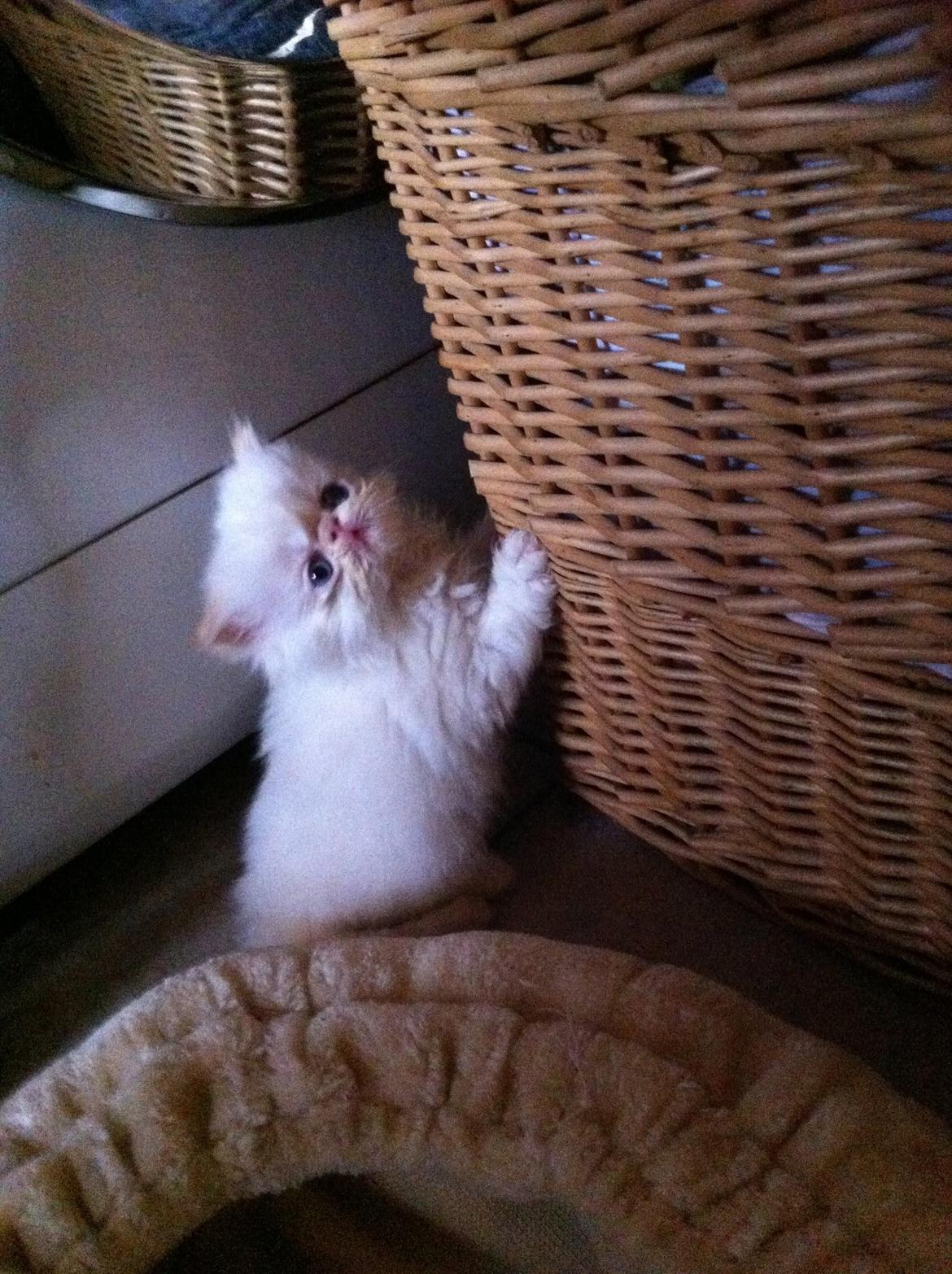 Colorpoint DK Bella Concia Fellipa - Fellipa 8 uger billede 8