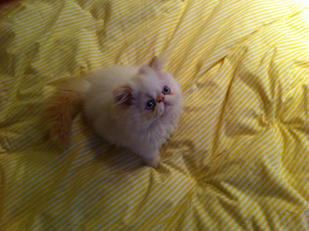 Colorpoint DK Bella Concia Fellipa - Fellipa 12 uger billede 3