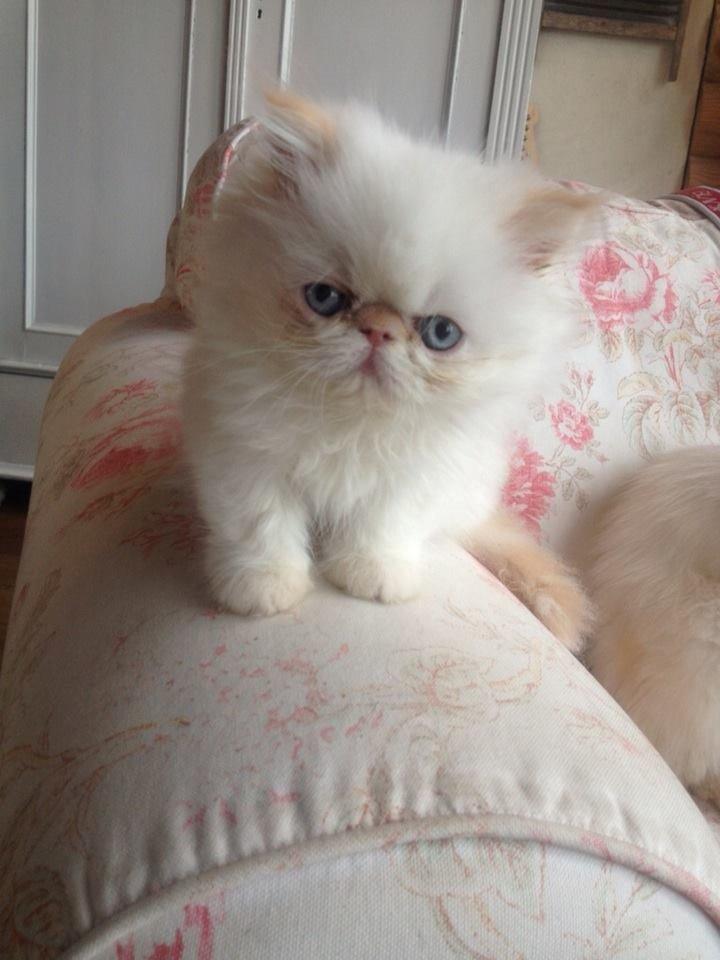 Colorpoint DK Bella Concia Fellipa - Fellipa 10 uger billede 2