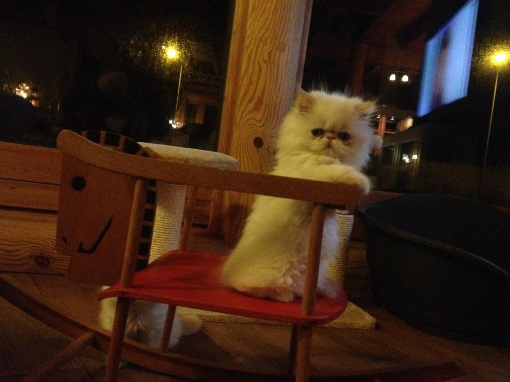 Colorpoint DK Bella Concia Fellipa - Fellipa 10 uger billede 10