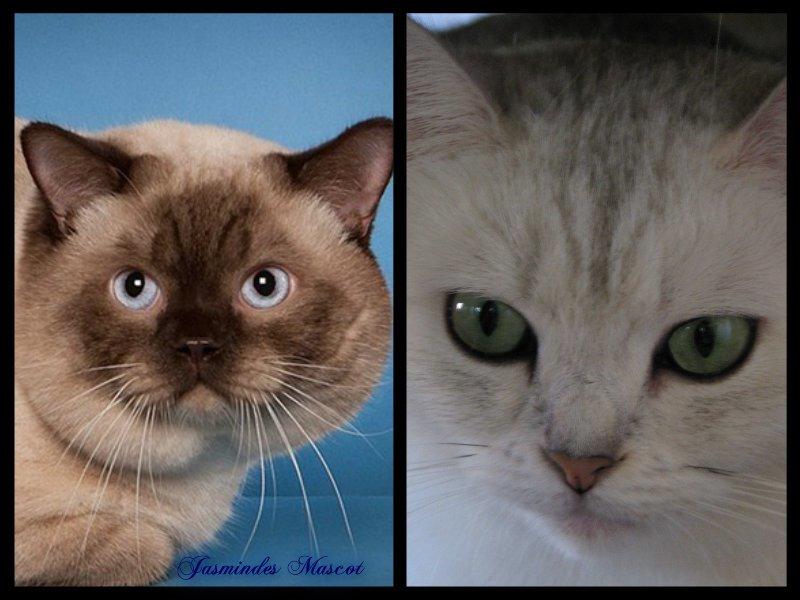 British Shorthair She is my kind of girl   "Midde" - Jasminde´s Mascot som erobrede vores lille Midde billede 3