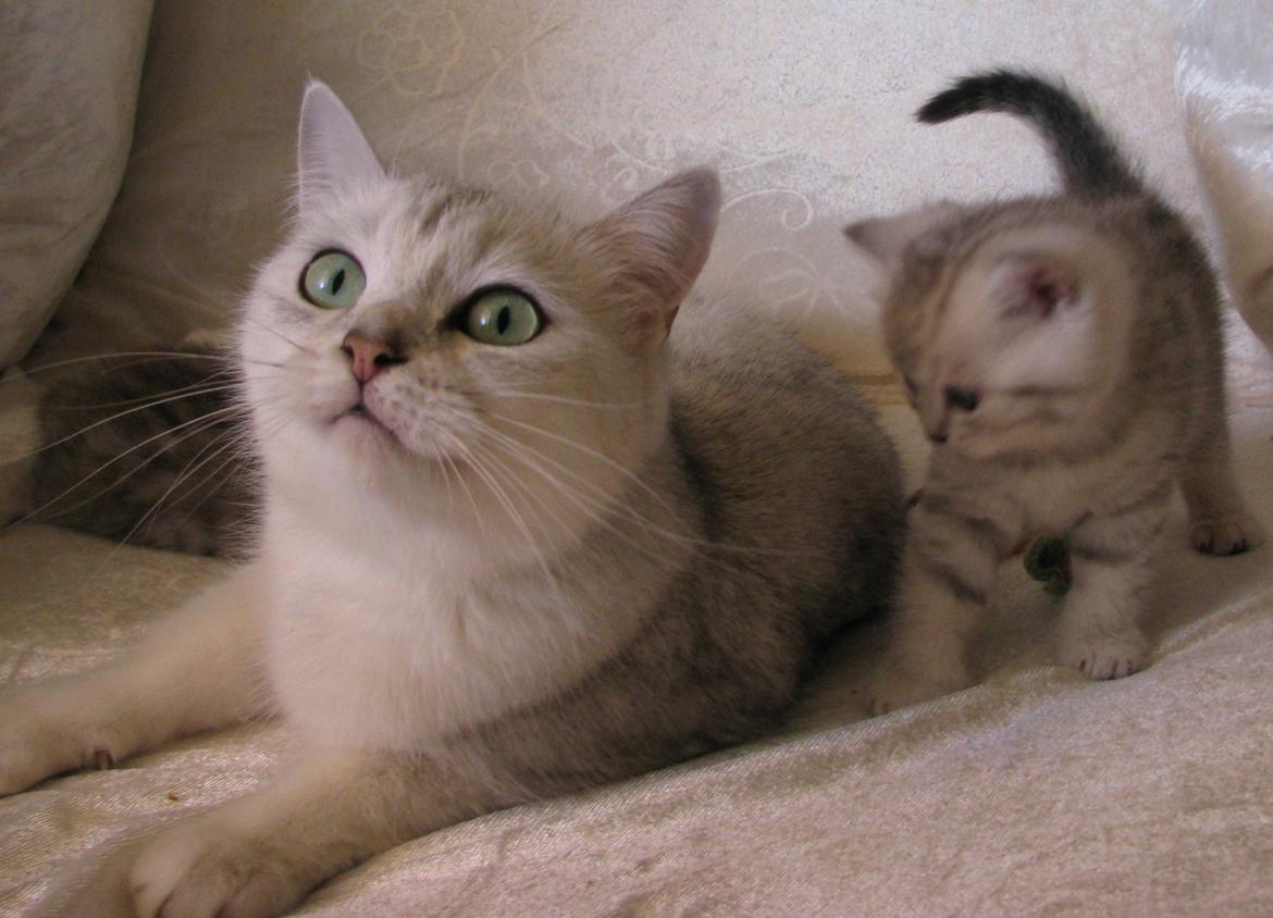 British Shorthair She is my kind of girl   "Midde" - En stolt mor billede 2