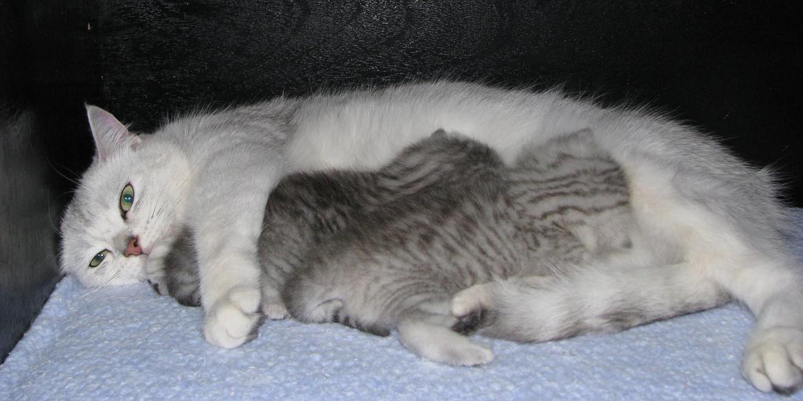 British Shorthair She is my kind of girl   "Midde" - Killingerne er ved at blive større billede 6