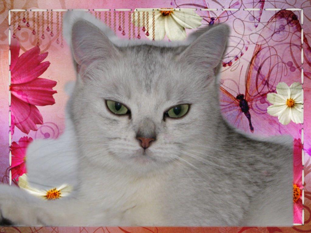 British Shorthair She is my kind of girl   "Midde" billede 21