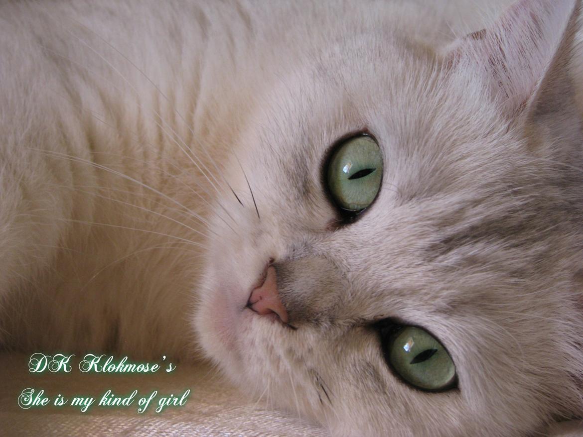 British Shorthair She is my kind of girl   "Midde" - Vores skønhed billede 1