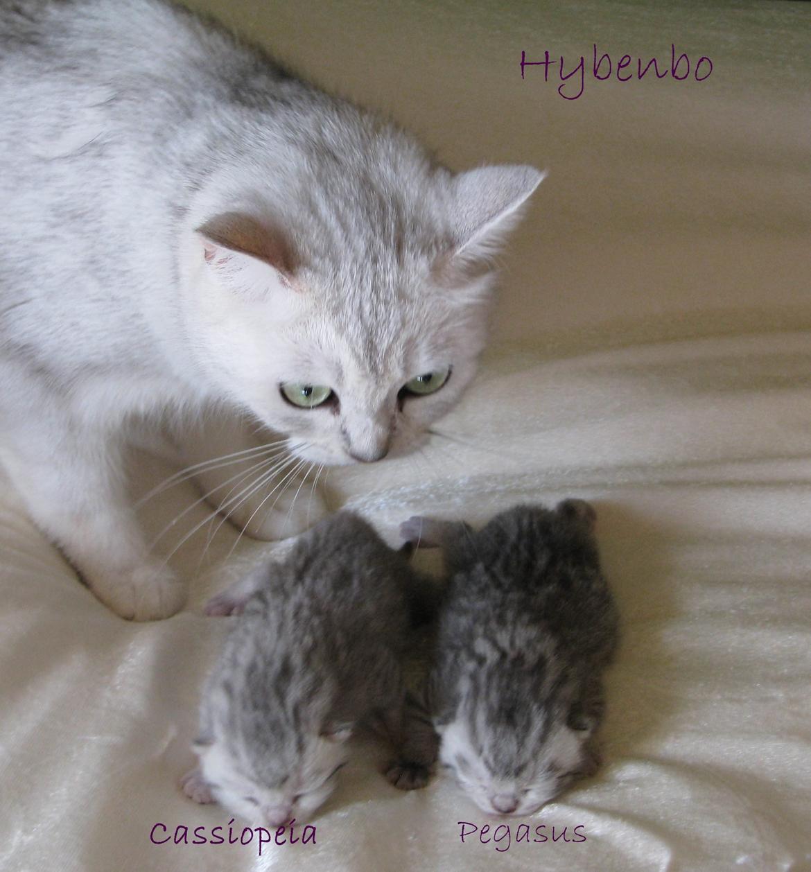 British Shorthair She is my kind of girl   "Midde" - Midde´s stjernekuld billede 4