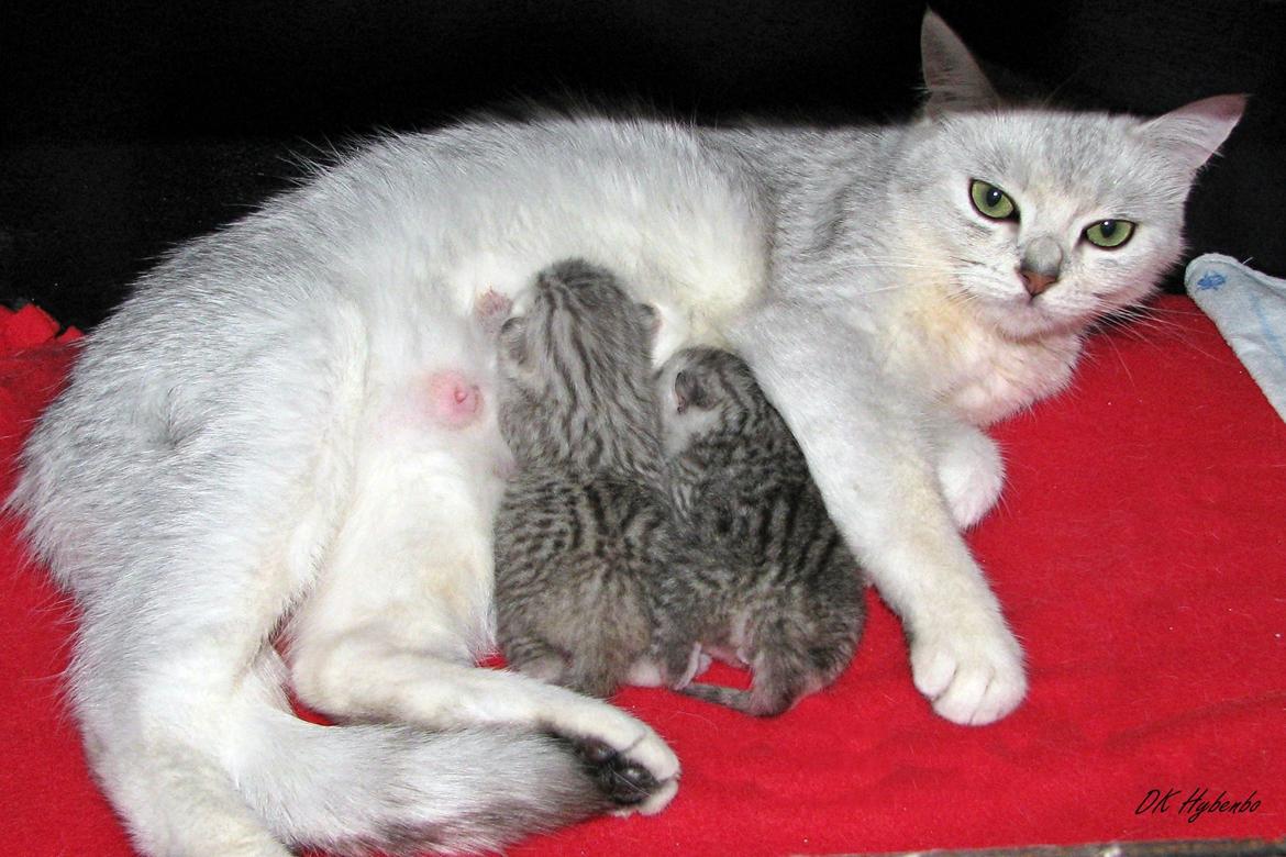 British Shorthair She is my kind of girl   "Midde" - Det er hård arbejde, at være mor billede 5