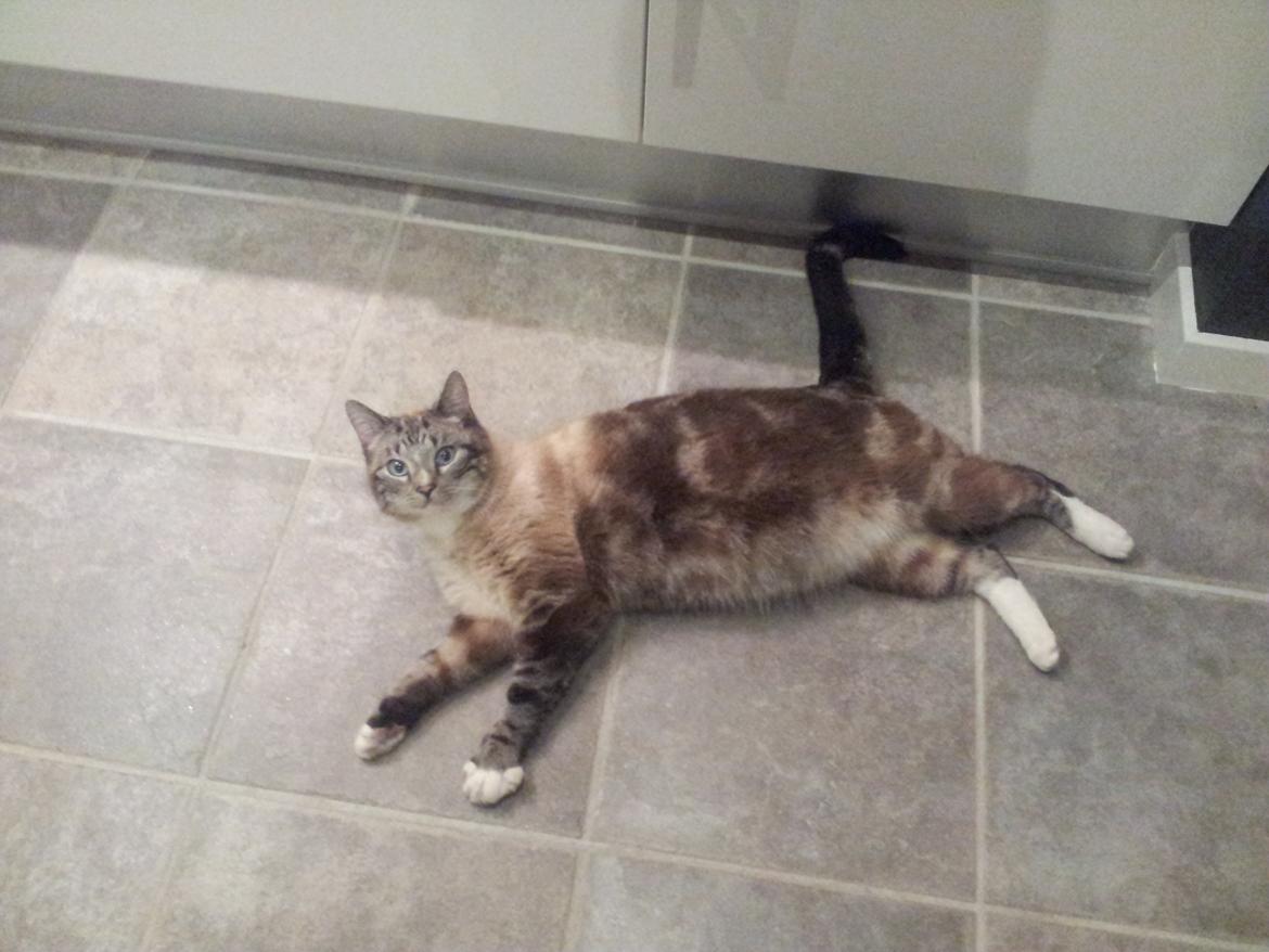 Blanding af racer Tromle - Lige ankommet ved os- har smidt sig midt i køkkenet billede 1