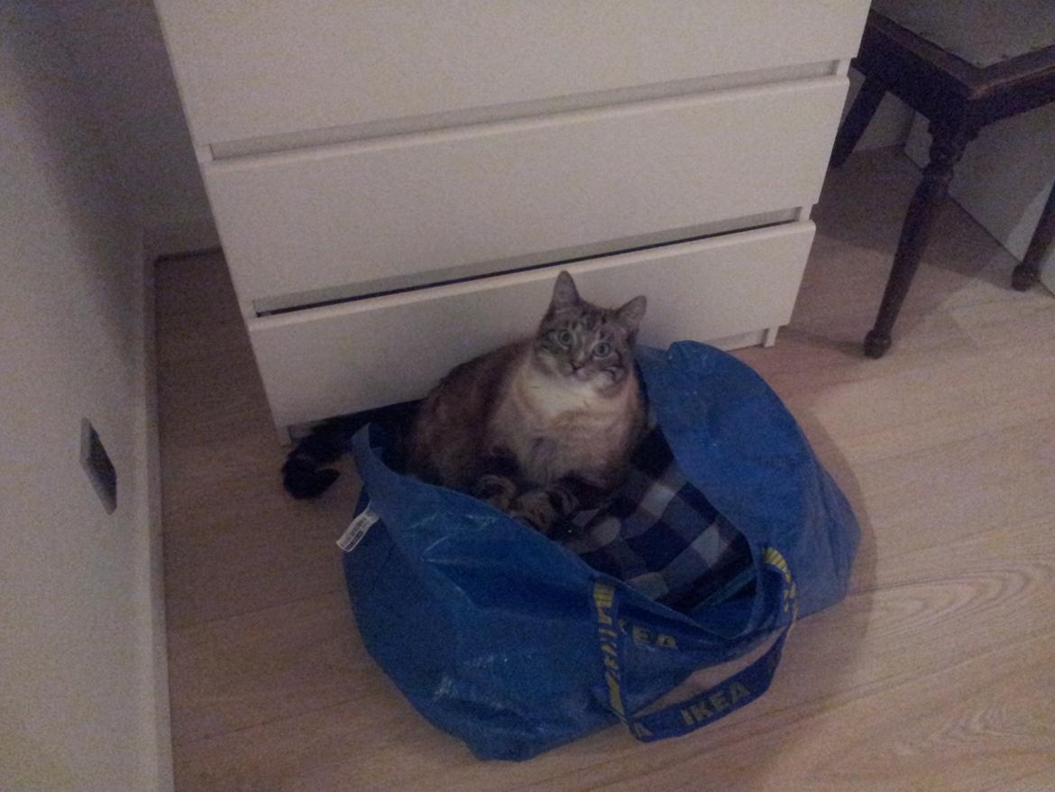 Blanding af racer Tromle - Sikke en lækker larmende pose, den hopper jeg i billede 2