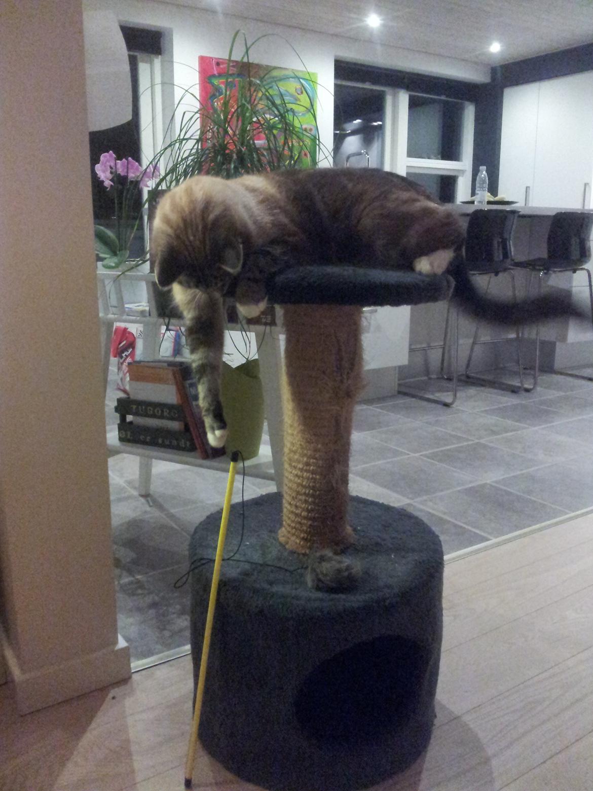 Blanding af racer Tromle - Ude på ballade billede 3