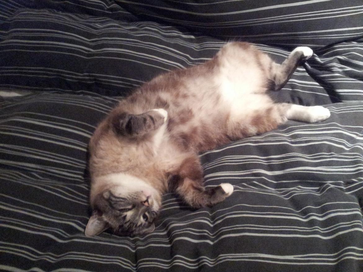 Blanding af racer Tromle - Så er han gået i seng billede 4