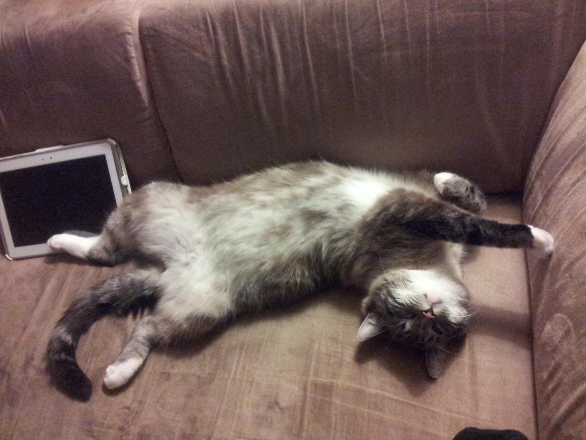 Blanding af racer Tromle - Tromle i en af sine bedste slapafstillinger i sofaen billede 5