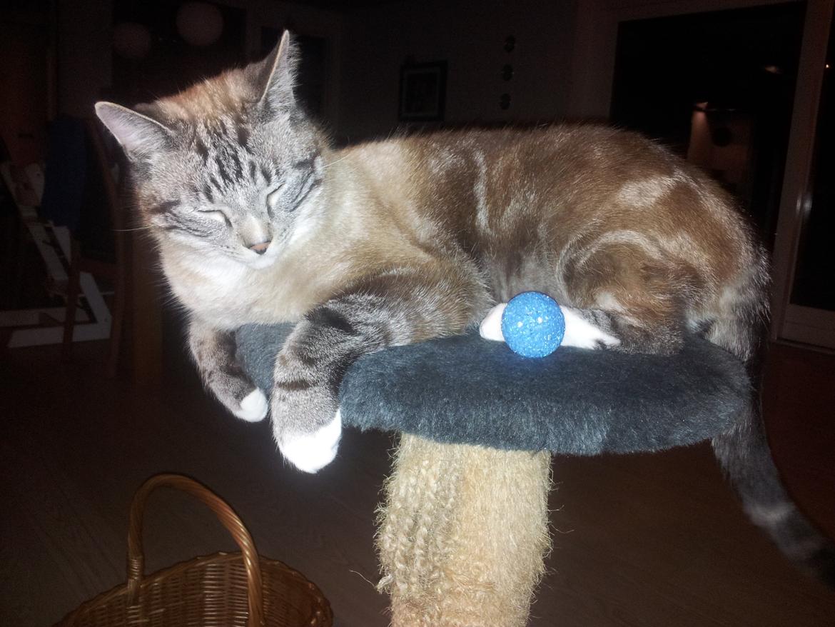 Blanding af racer Tromle billede 6