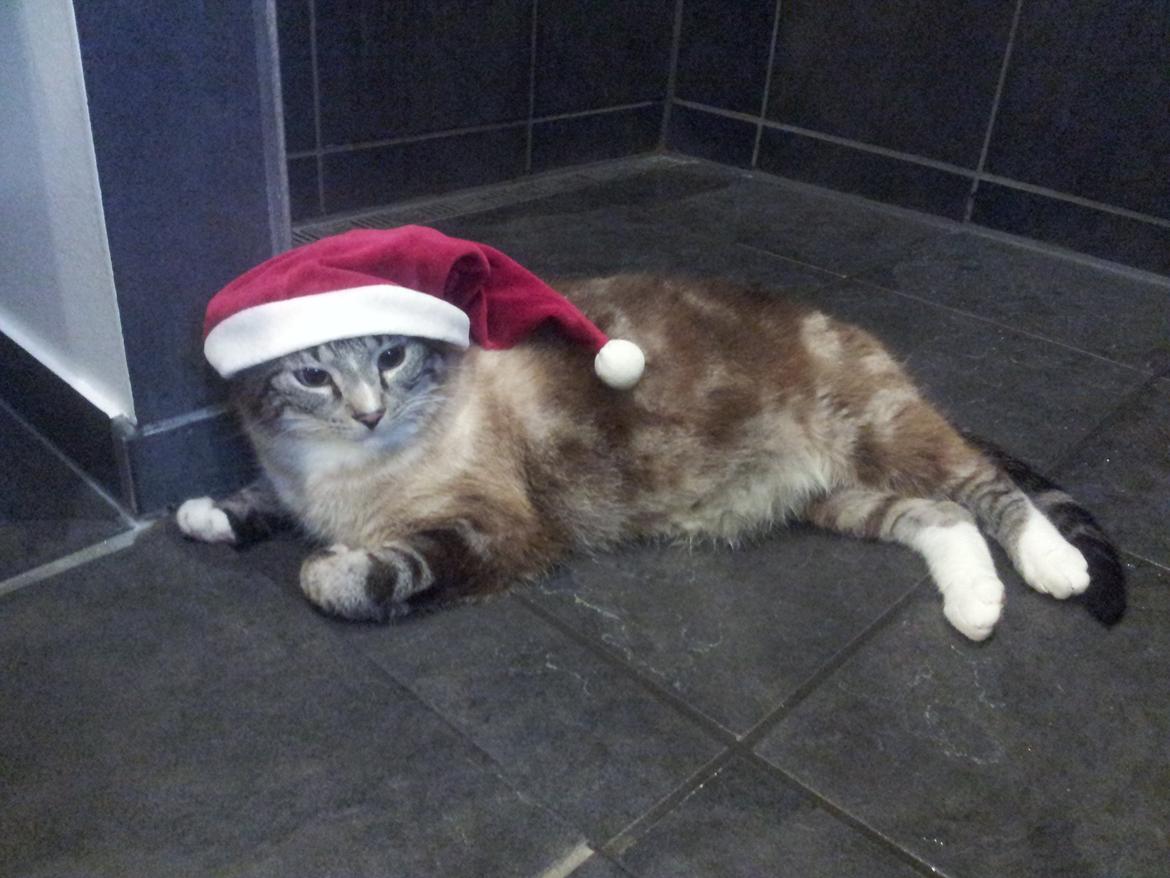 Blanding af racer Tromle billede 8