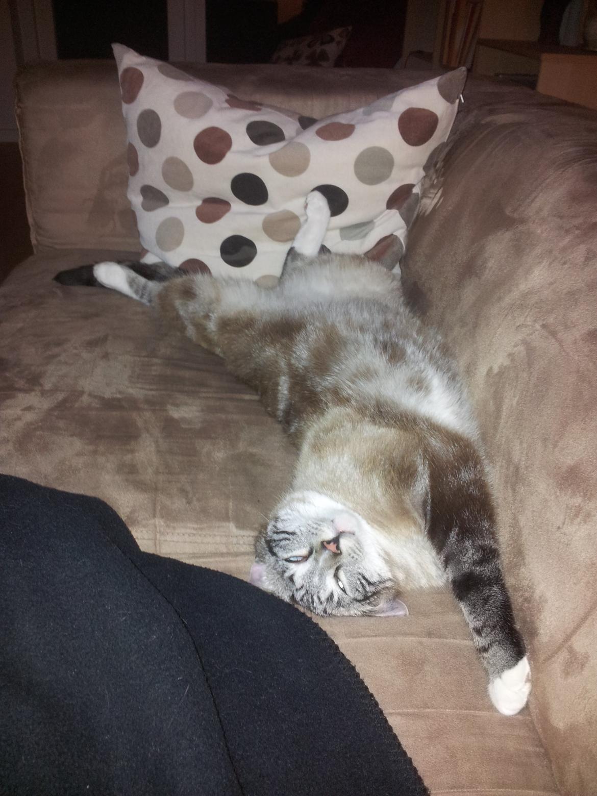 Blanding af racer Tromle billede 9