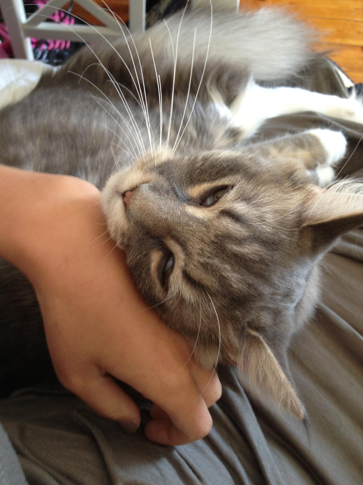 Maine Coon Melissa billede 1