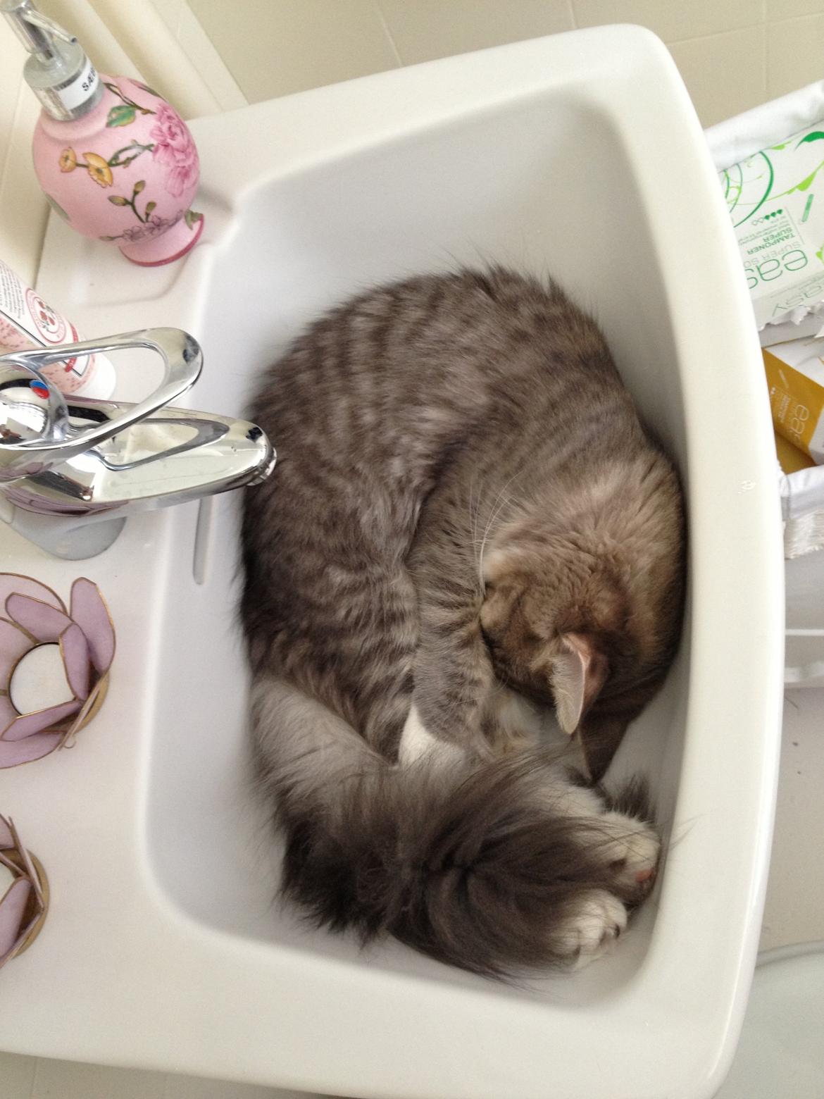 Maine Coon Melissa billede 2