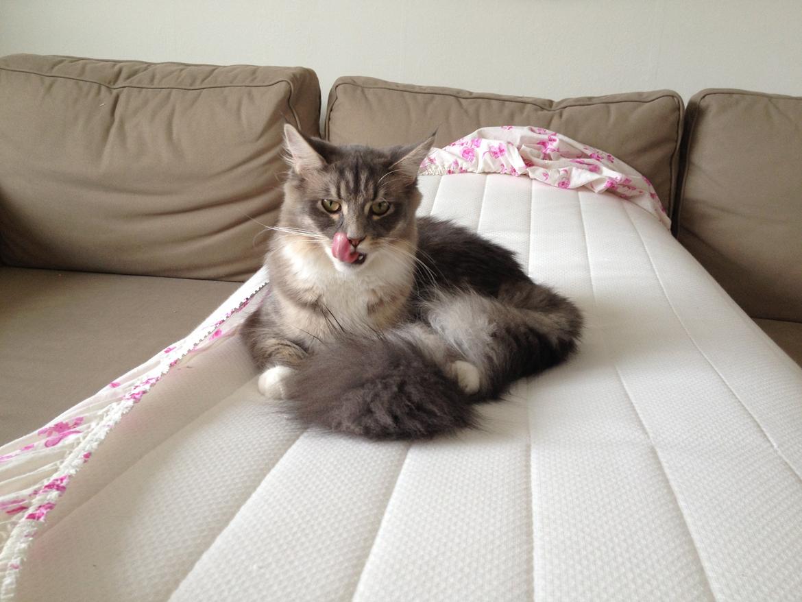 Maine Coon Melissa billede 3