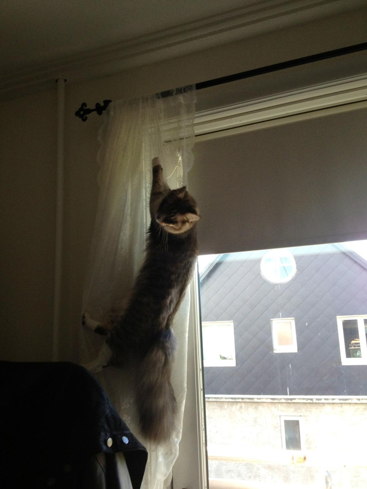 Maine Coon Melissa billede 4