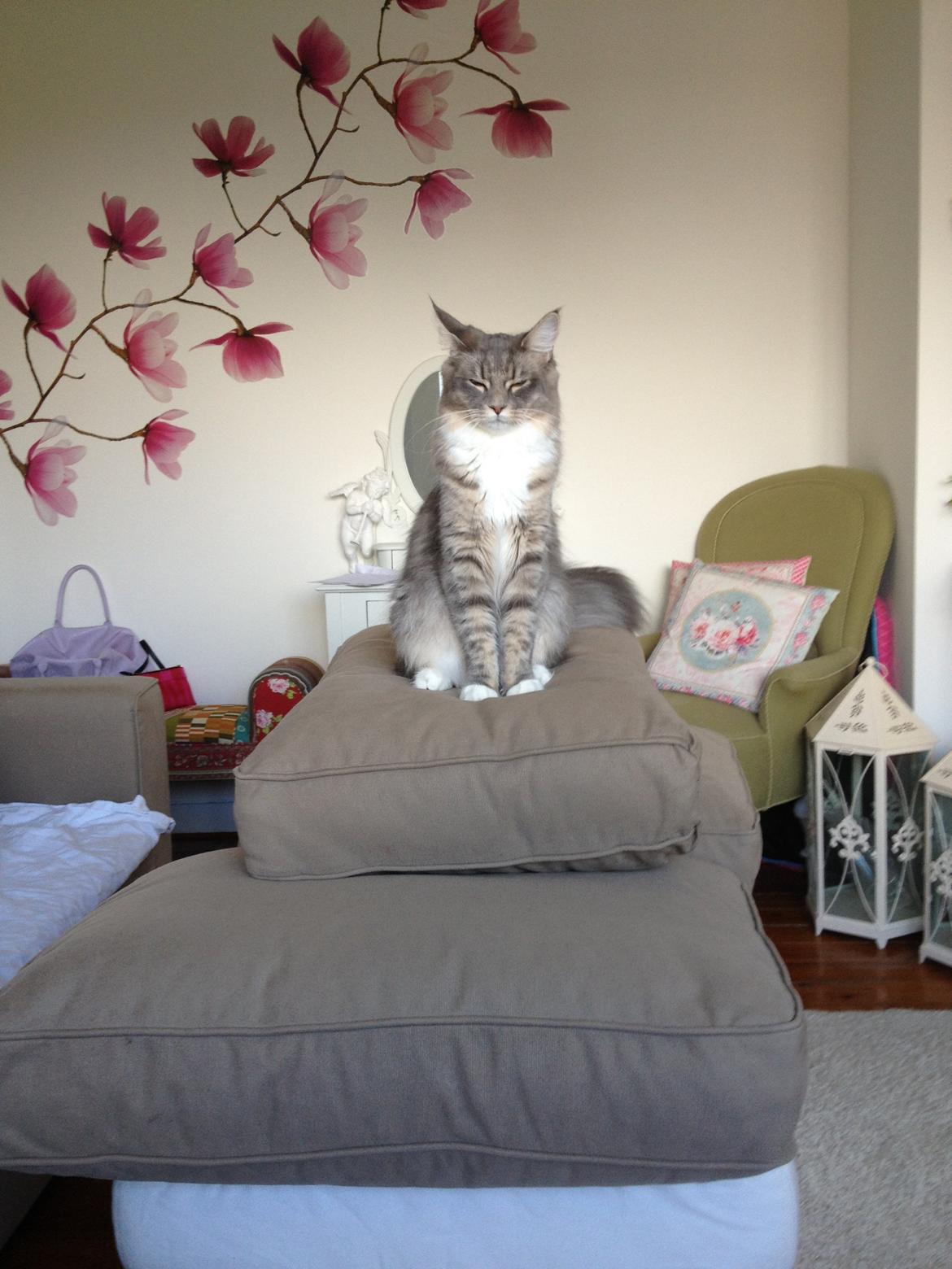 Maine Coon Melissa billede 5