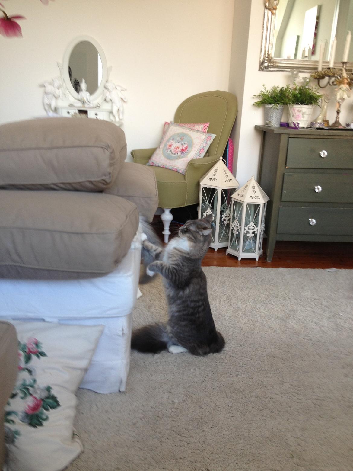 Maine Coon Melissa billede 6