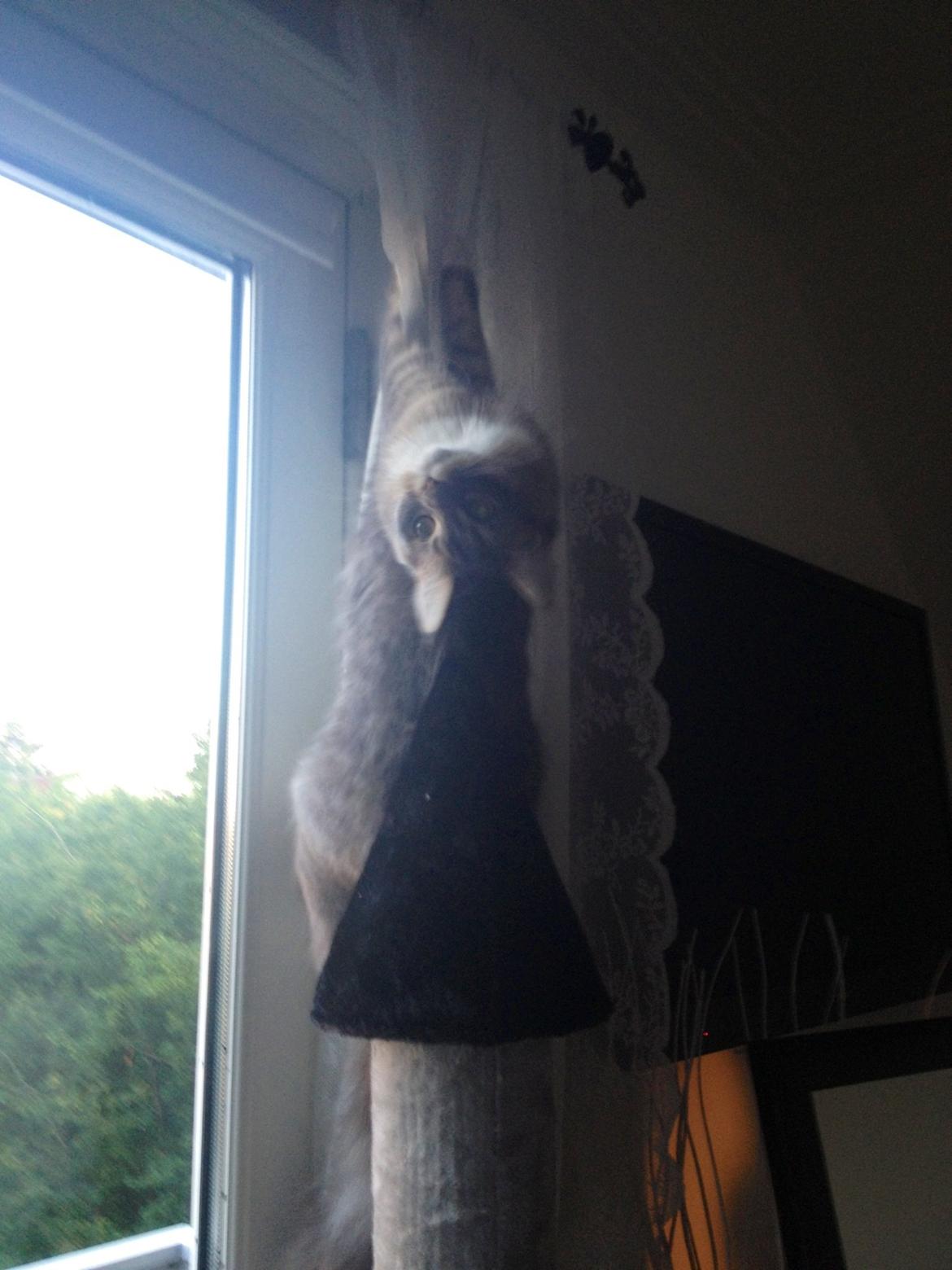 Maine Coon Melissa billede 8