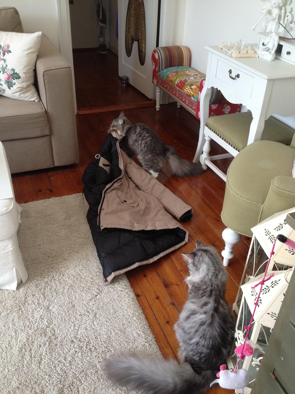 Maine Coon Melissa billede 9