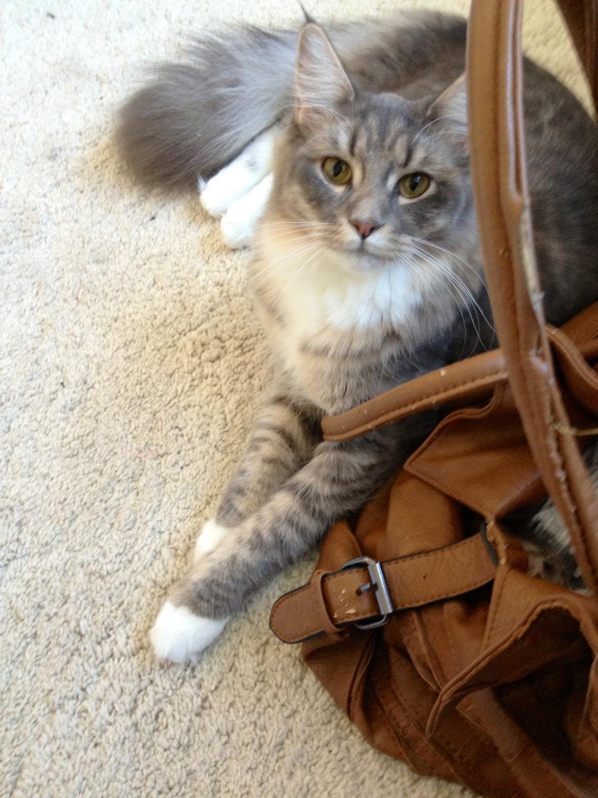 Maine Coon Melissa billede 10