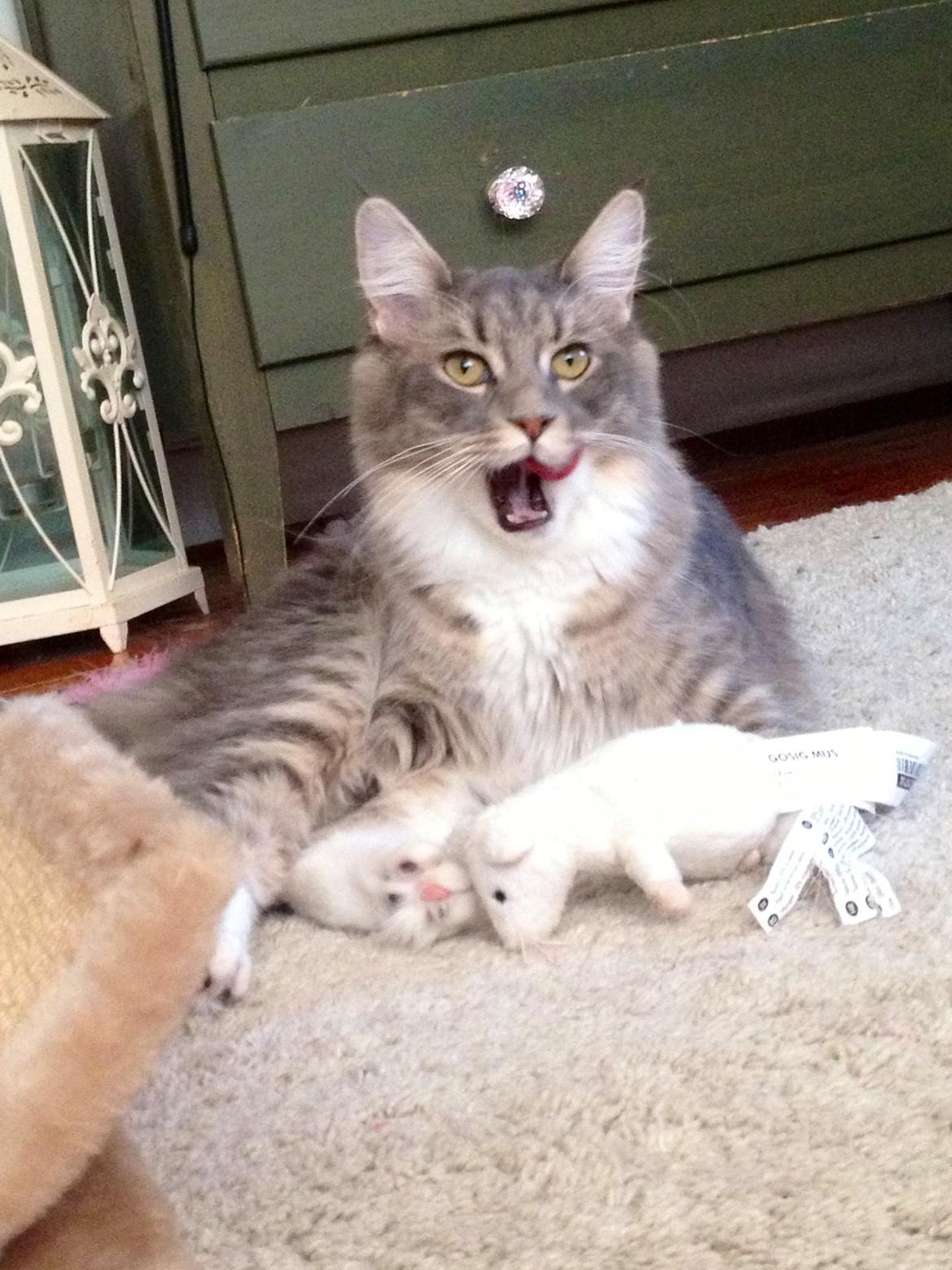 Maine Coon Melissa billede 11