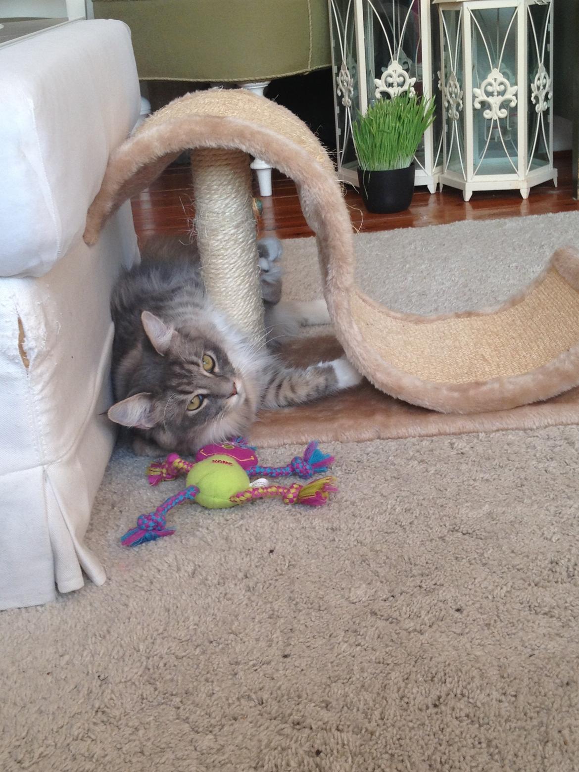 Maine Coon Melissa billede 12