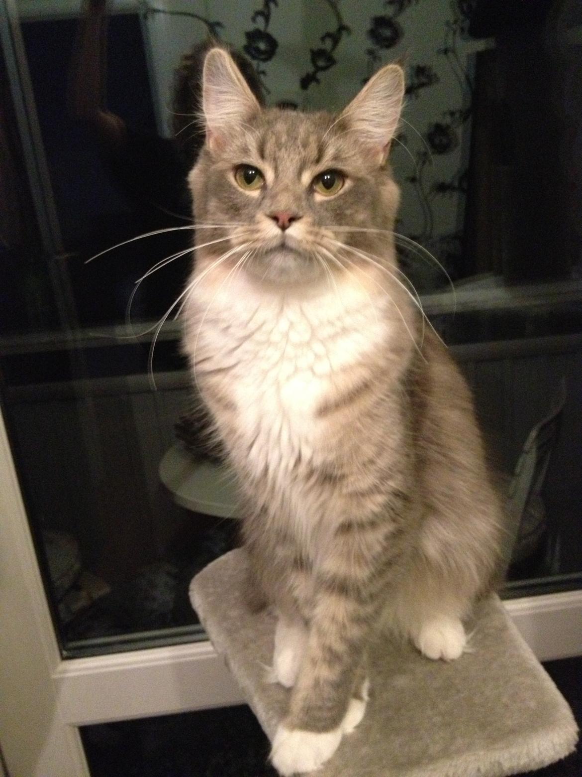 Maine Coon Melissa billede 13