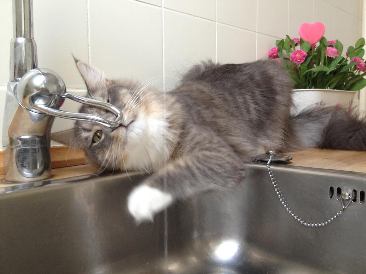 Maine Coon Melissa billede 14