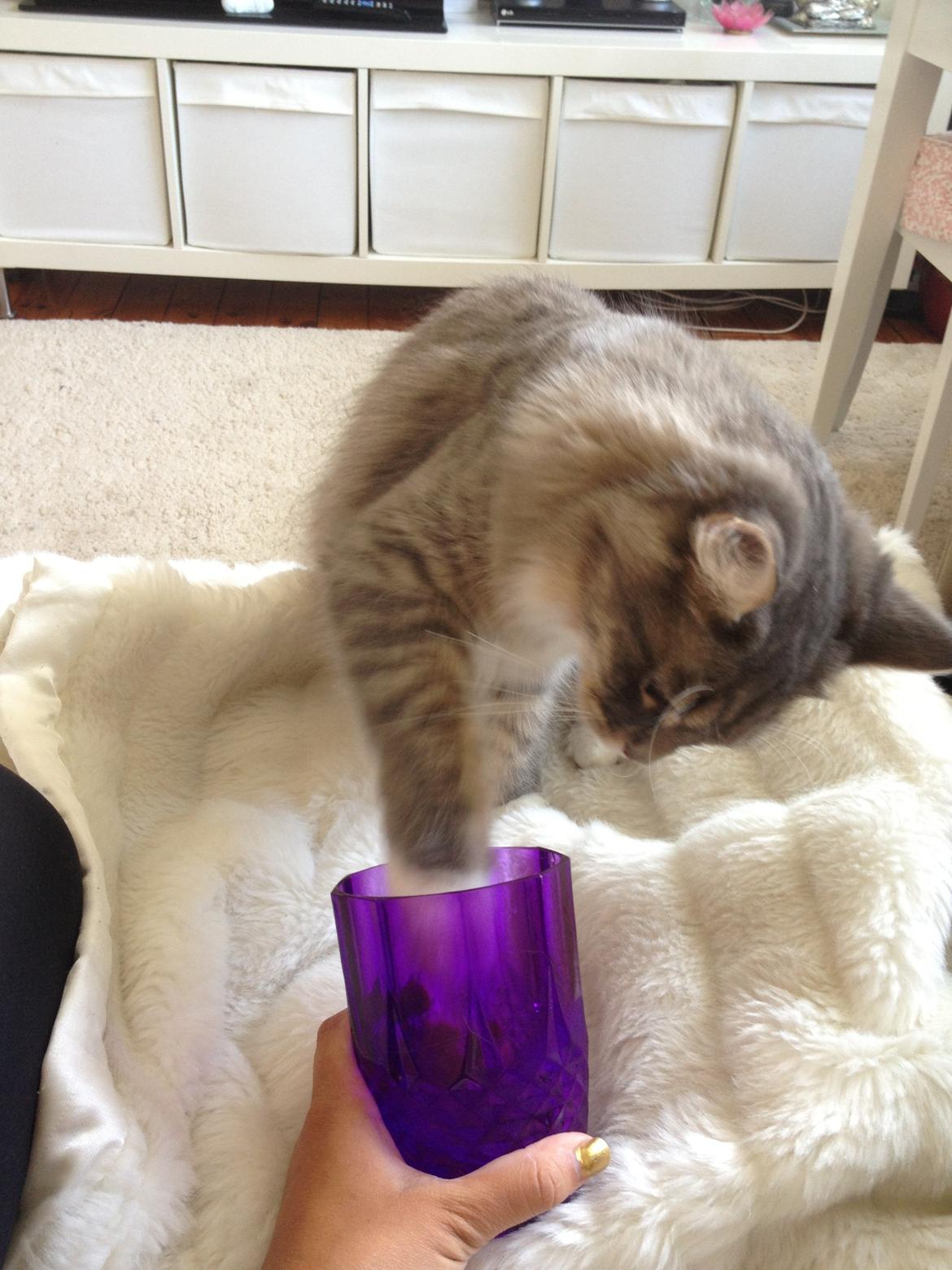 Maine Coon Melissa billede 15