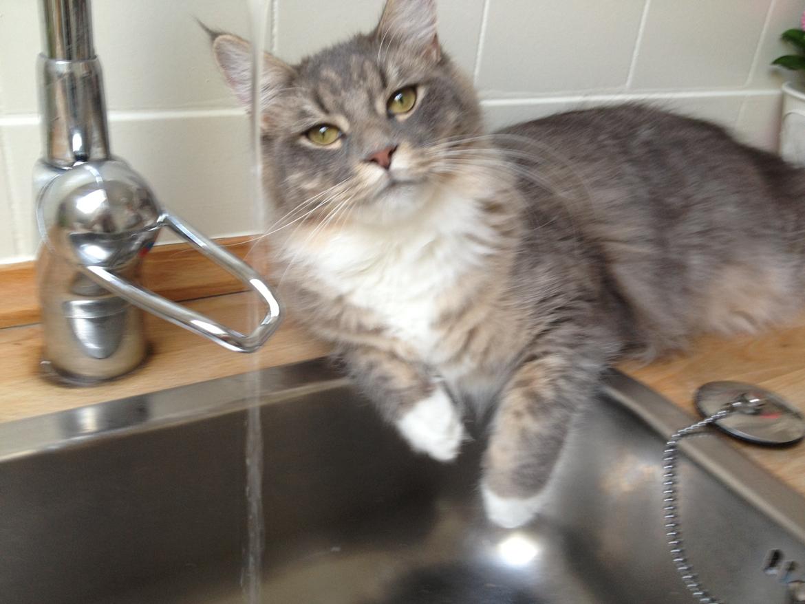 Maine Coon Melissa billede 16