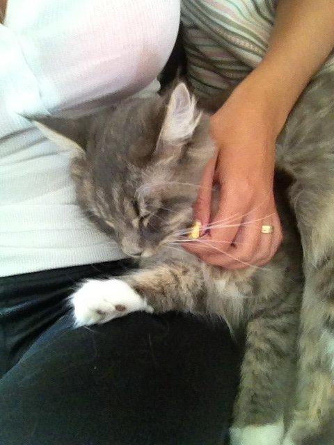 Maine Coon Melissa billede 17